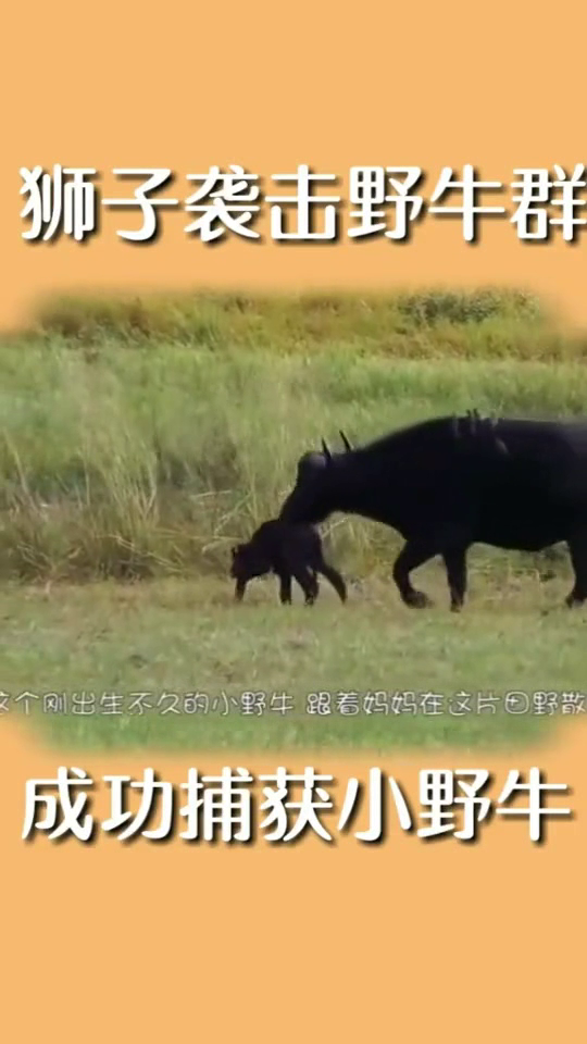 梦见一头牛和过逝母亲，心灵的交汇与预兆的解读