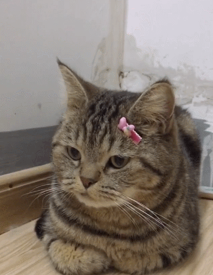 看这呆萌的小花猫,这憨憨的小表情,而且还一脸的幸福!