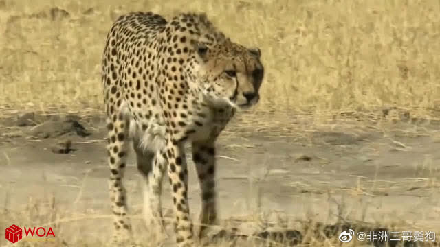 0?fmt=jpg&size=32&h=360&w=640&ppv=1