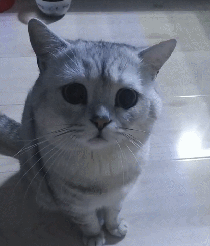 生活趣事,卖萌,萌宠,喵星人