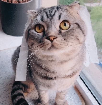 这只非常有趣的小猫咪,这憨憨的小表情,真是一只顽皮的喵星人啊!