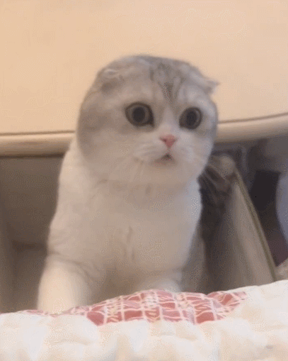 这只十分会卖萌的喵星人,无辜的小模样,呆萌呆萌的!