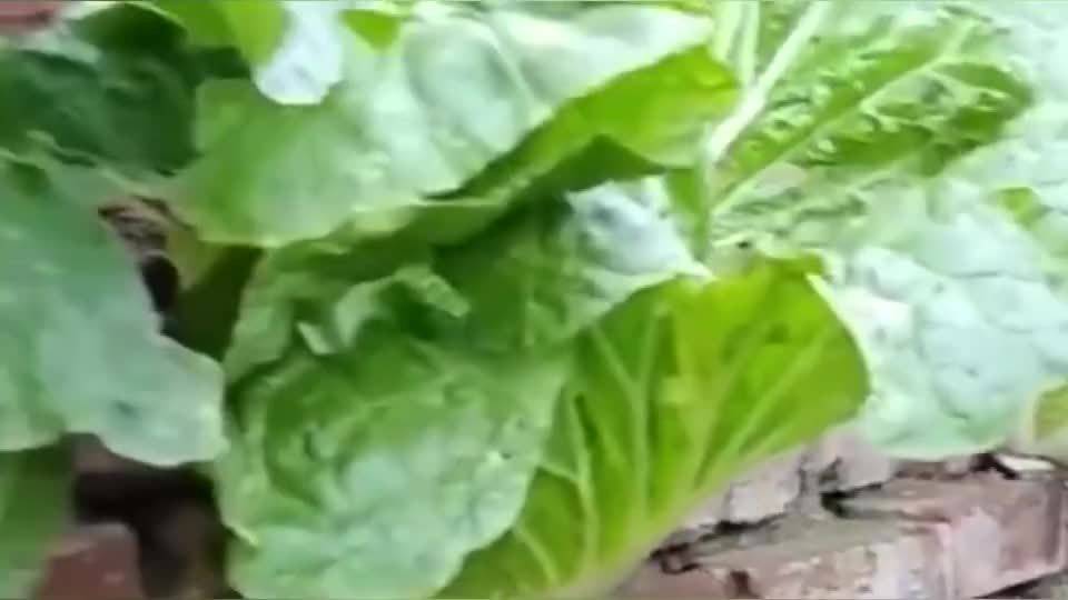 夫妻恶搞白菜视频，夫妻恶搞白菜视频大全