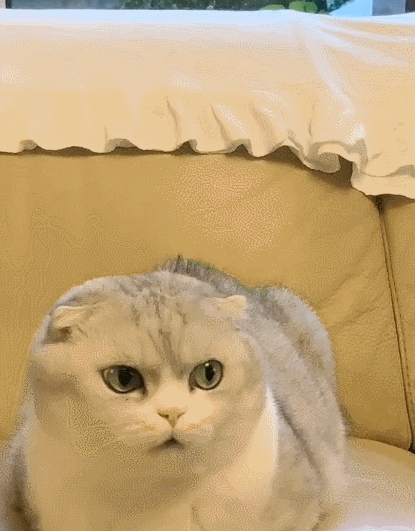 这只好可爱的小猫咪,看这呆萌的小表情,太惹人喜爱了!
