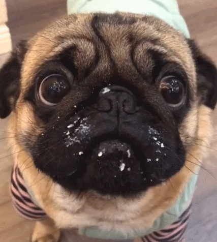 汪星人,萌宠,生活趣事,二货