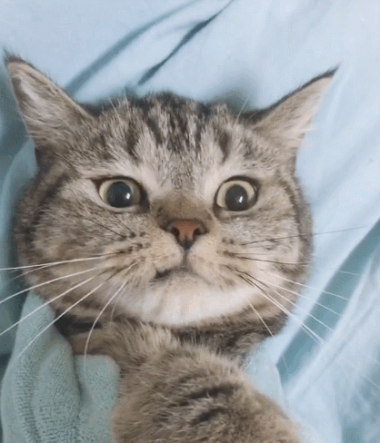 生活趣事,卖萌,萌宠,喵星人