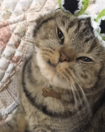 喵星人,萌宠,卖萌,生活趣事