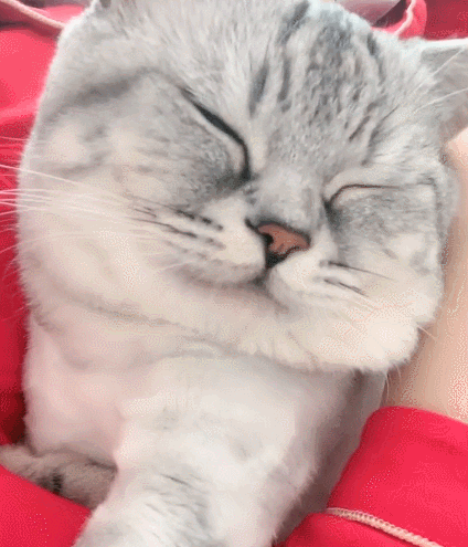 这只特别逗的喵星人瞧这傻傻的样子不得不说太搞笑了