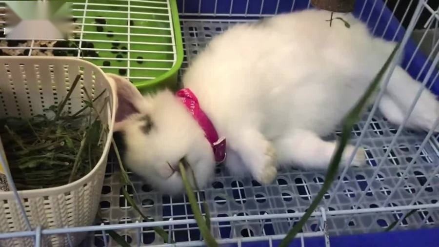 0?fmt=jpg&size=109&h=506&w=900&ppv=1