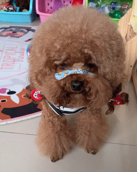 好神气的小狗狗啊,这乖巧的小神情,实在是太可爱啦!