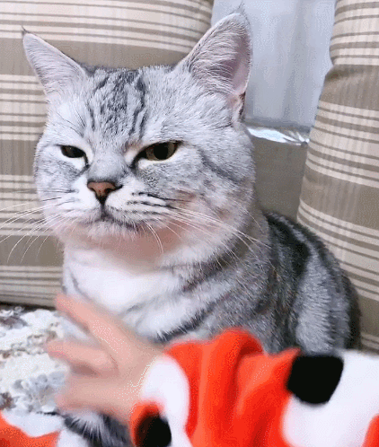 二货,萌宠,生活趣事,喵星人