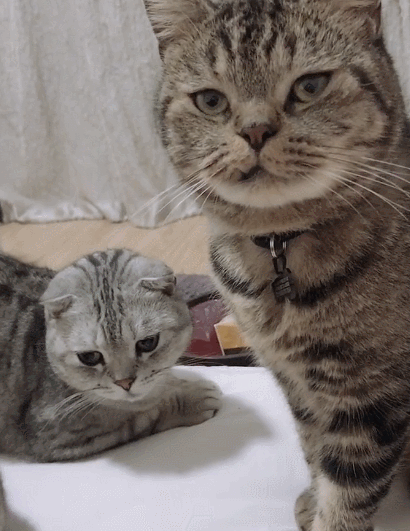 欢快的小萌猫这好奇的小模样真是一只小可爱