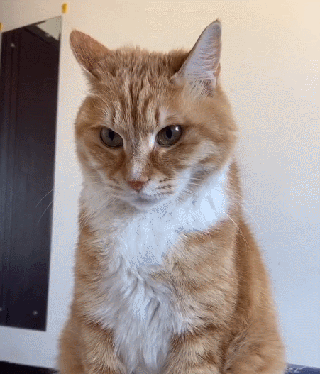 喵星人,萌宠,生活趣事,二货