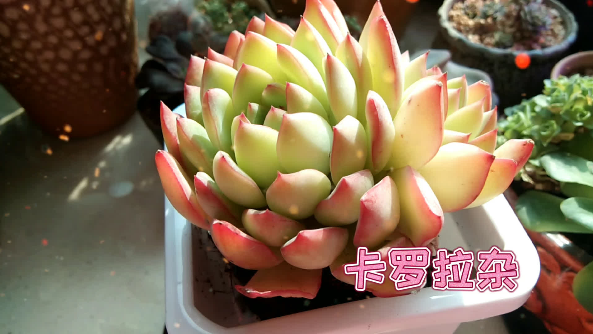 0?fmt=jpg&size=136&h=1080&w=1916&ppv=1