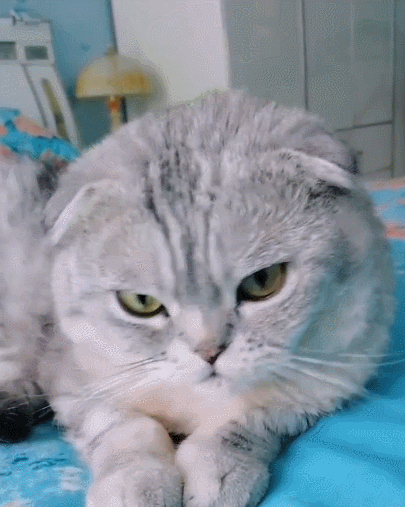 喵星人,萌宠,卖萌,生活趣事