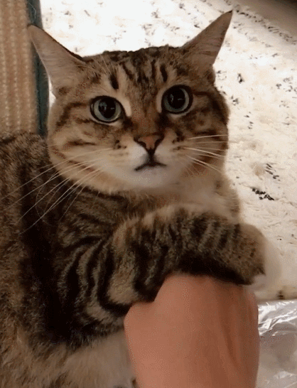 帅气可爱的小猫咪,看它的模样,实在是太招人喜欢了!