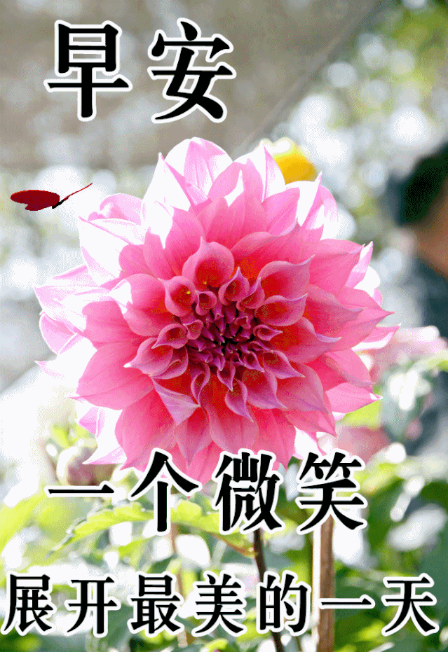 1月31日最漂亮早上好动态表情图片大全,早晨好动图美图大全