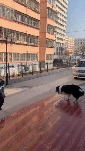 边牧,铲屎官