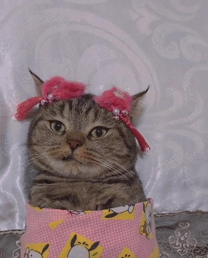 可爱的小猫咪,看这懒洋洋的身姿,捕捉一只小可爱!