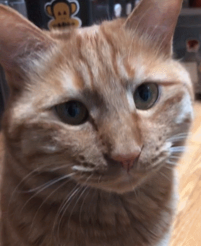 悠闲聪明的憨猫,搞怪的小表情,不知在寻找啥!