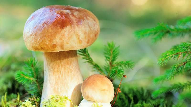 0?fmt=jpg&size=35&h=450&w=800&ppv=1