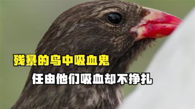 梦境中的残羽，解读梦见一只鸟好像是死的可又看是一只腿烂掉了的深层含义