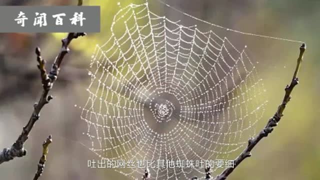 小孩用蜘蛛恶搞路人视频，小孩用蜘蛛恶搞路人视频是真的吗
