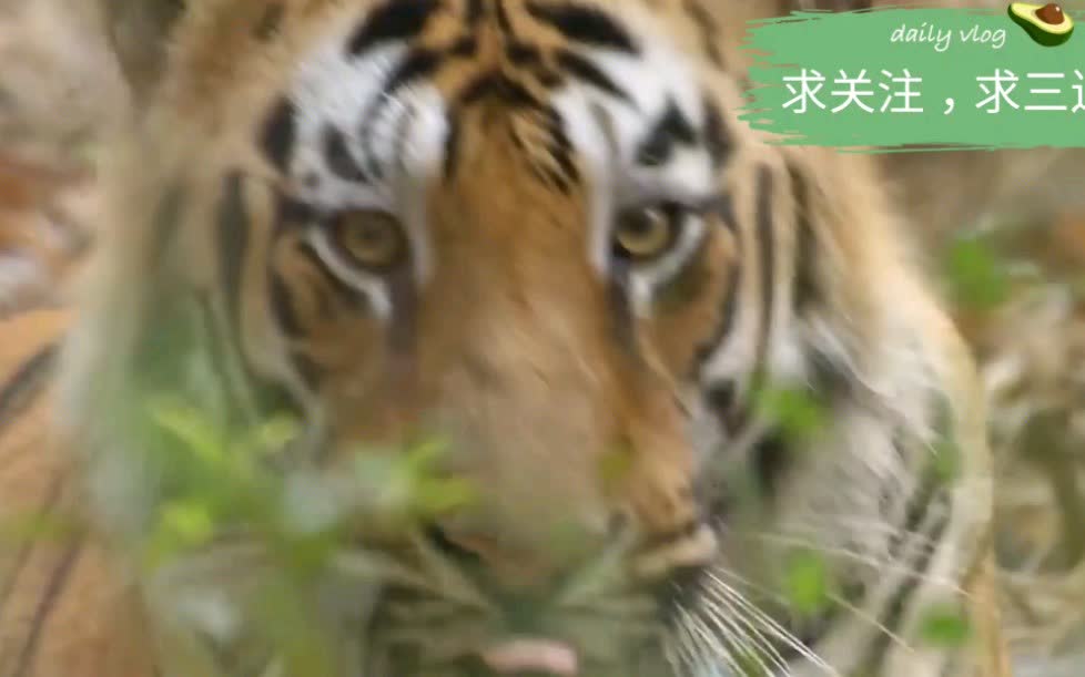 沙雕文案老虎，沙雕文案老虎怎么写