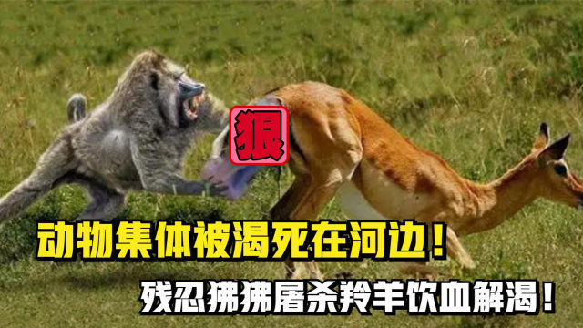 梦境的警示，梦见家里动物被杀遍地血，意味着什么？