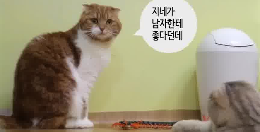 请高人解梦，梦见猫吃蜈蚣