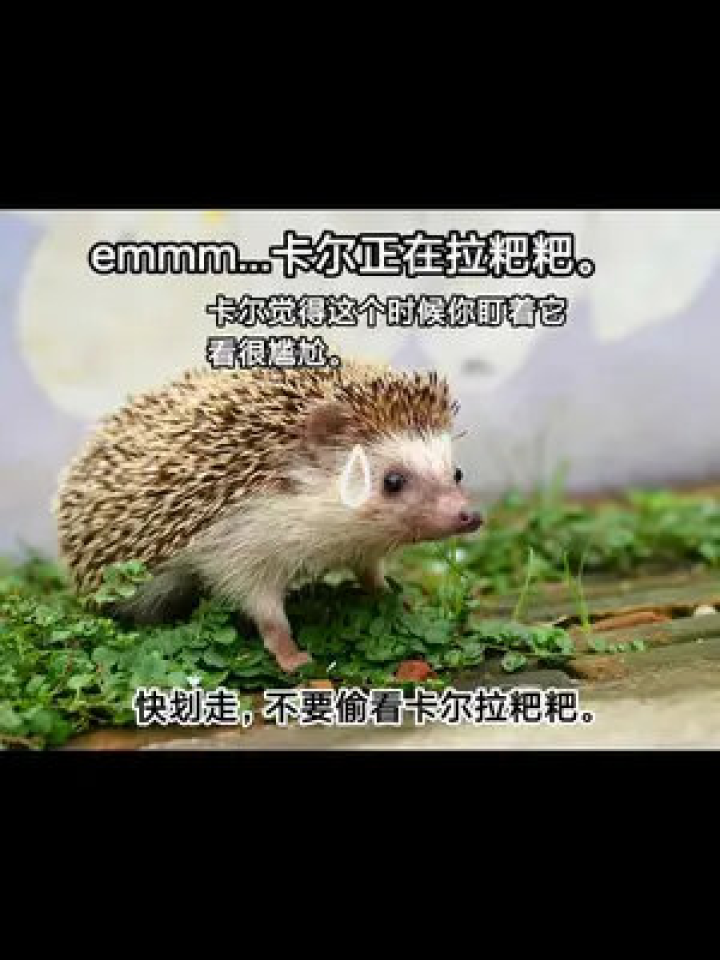 梦境迷踪，狗咬蛇首的寓言与心理解析