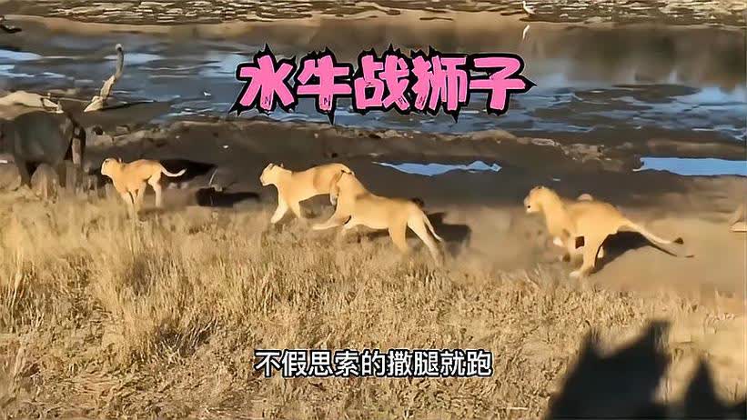梦境追击，梦见牛和马追人——深层次的心理解析与寓意探索