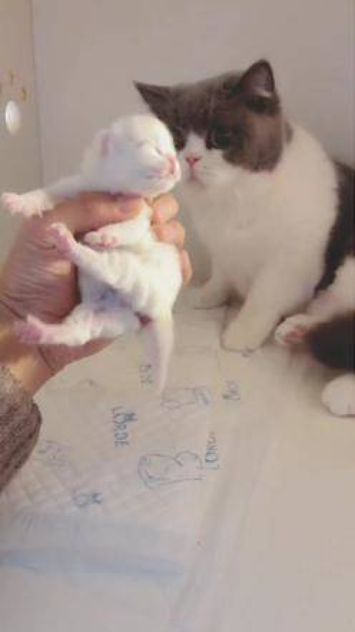 mona真是最美的麻麻 萌宠 家有萌宠 铲屎官的乐趣 英短