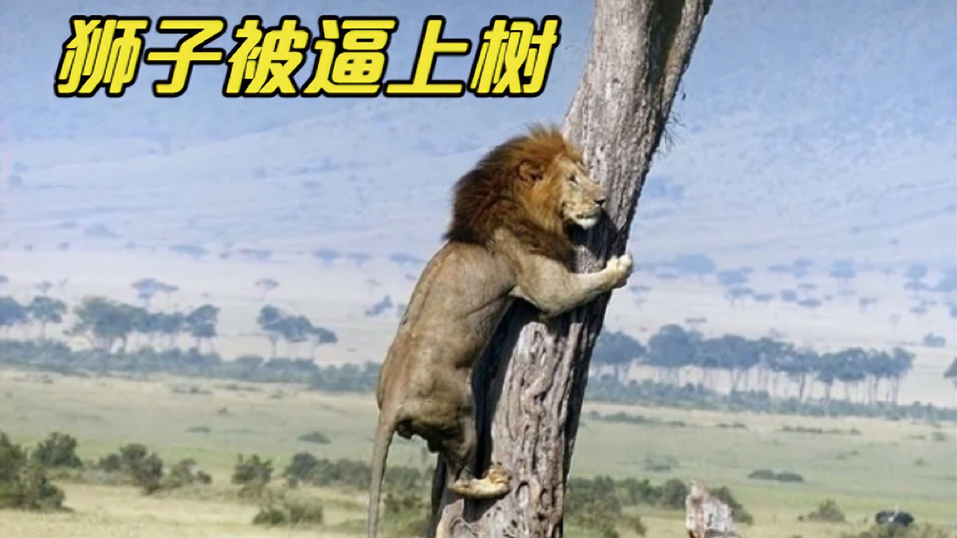 梦境中的惊险追逐，梦见被一头很凶的牛追我爬上了树