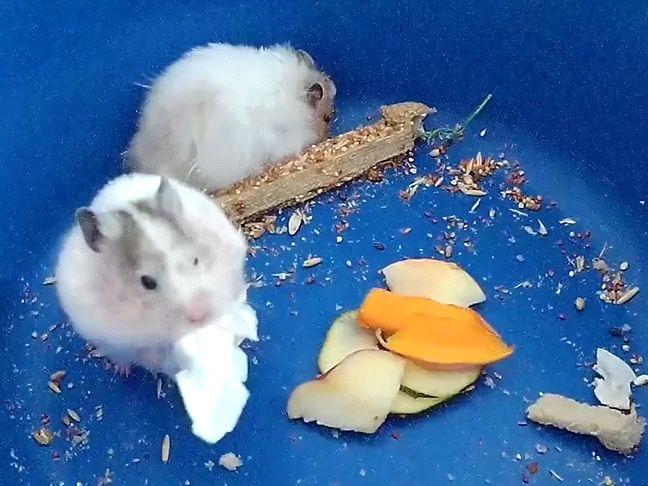 仓鼠妈妈恶搞视频大全，仓鼠妈妈恶搞视频大全下载