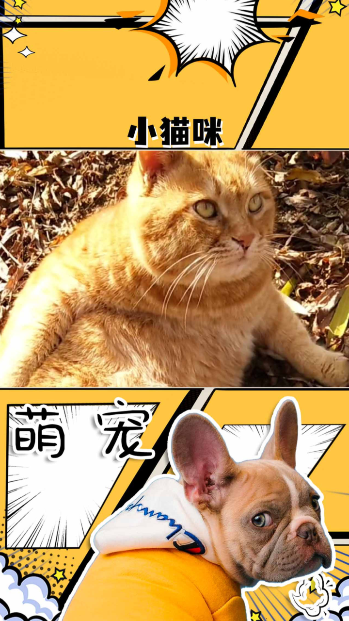 梦境迷踪，昨晚做梦梦见猫了，究竟有何深意？