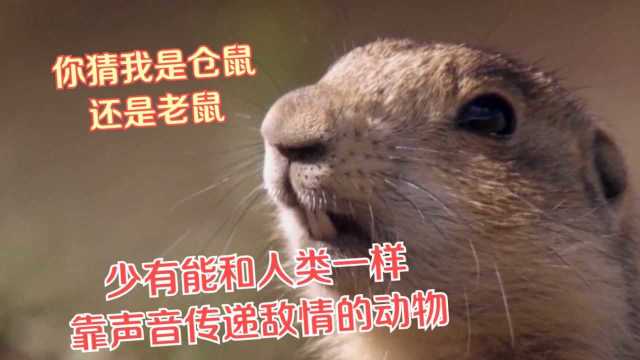 德甲巨人间的智力博弈