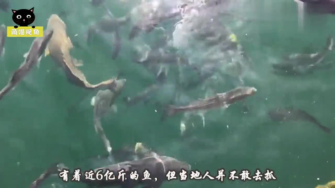 梦见到水里抓鱼又放生，心灵深处的渴望与释放
