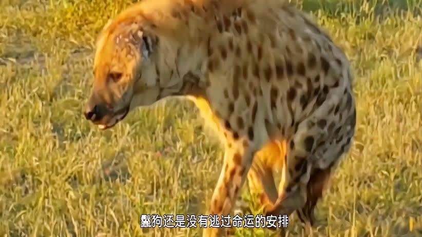 梦境追踪，被老虎与豹子追逐的未竟之险——解梦之旅的深层含义