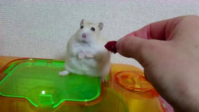 仓鼠妈妈恶搞视频大全，仓鼠妈妈恶搞视频大全下载