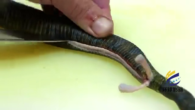 海蛇有毒吗，银环海蛇有毒吗