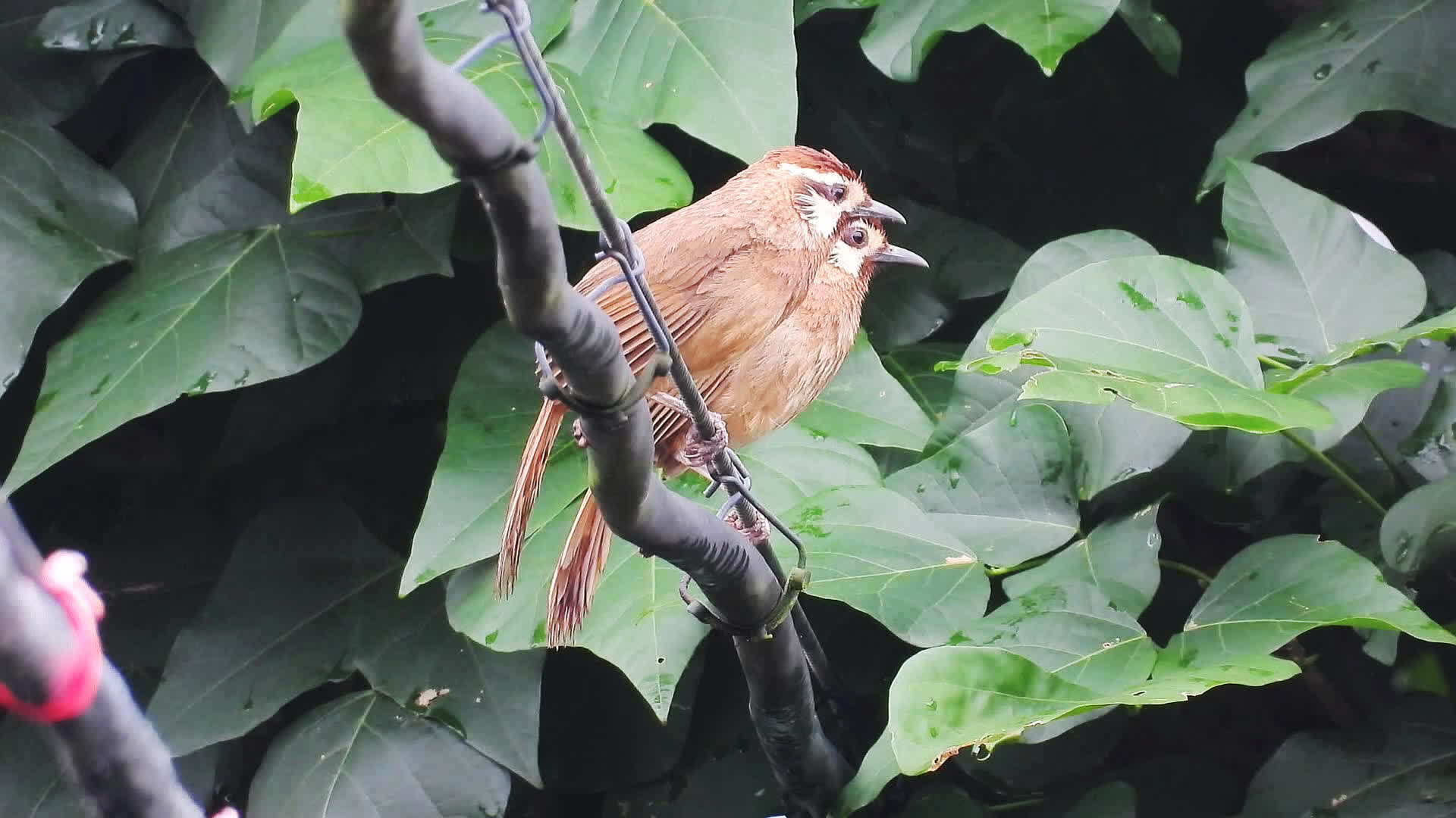 0?fmt=jpg&size=137&h=1080&w=1920&ppv=1