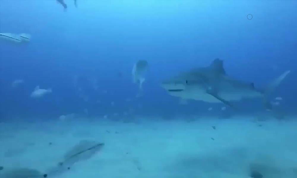 0?fmt=jpg&size=15&h=600&w=1000&ppv=1