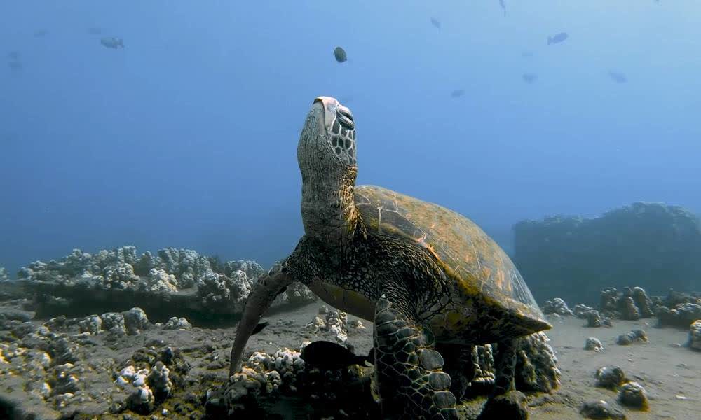 0?fmt=jpg&size=50&h=600&w=1000&ppv=1