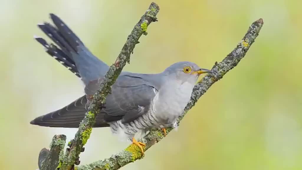 0?fmt=jpg&size=31&h=576&w=1024&ppv=1