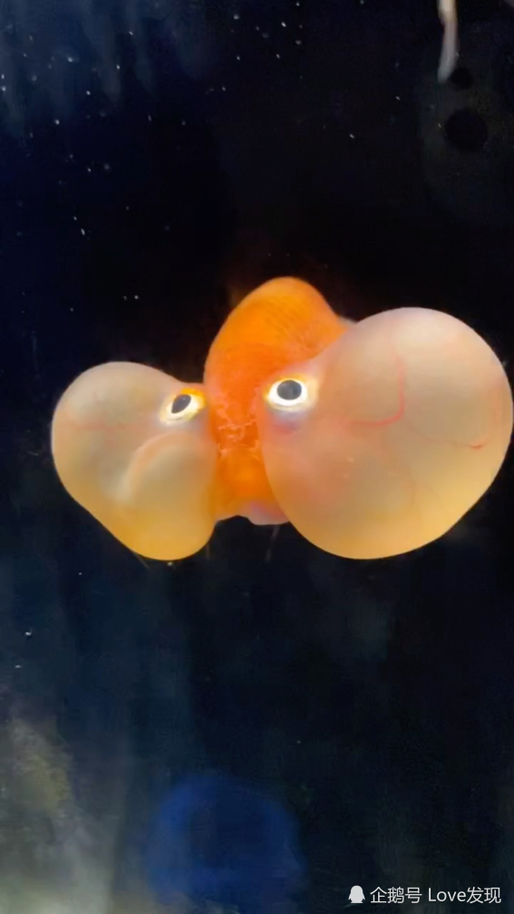 0?fmt=jpg&size=379&h=1008&w=567&ppv=1