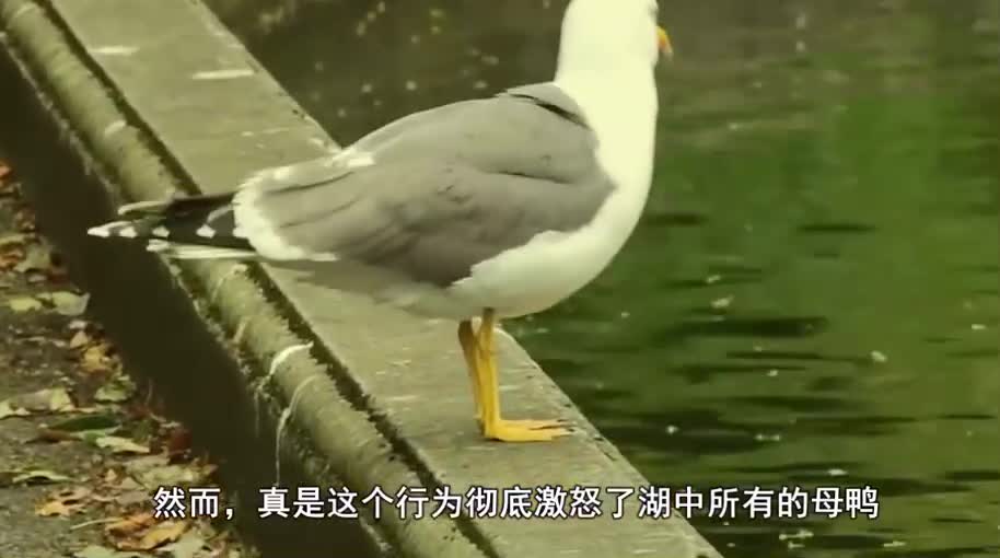 0?fmt=jpg&size=33&h=510&w=914&ppv=1