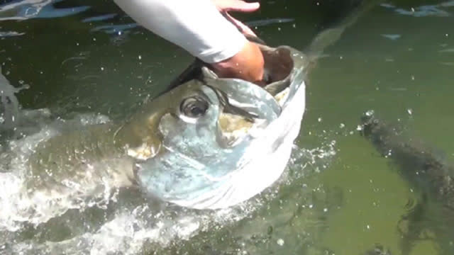 0?fmt=jpg&size=26&h=360&w=640&ppv=1