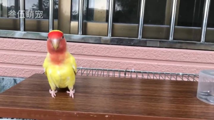 主人恶搞小鹦鹉视频，主人恶搞小鹦鹉视频大全