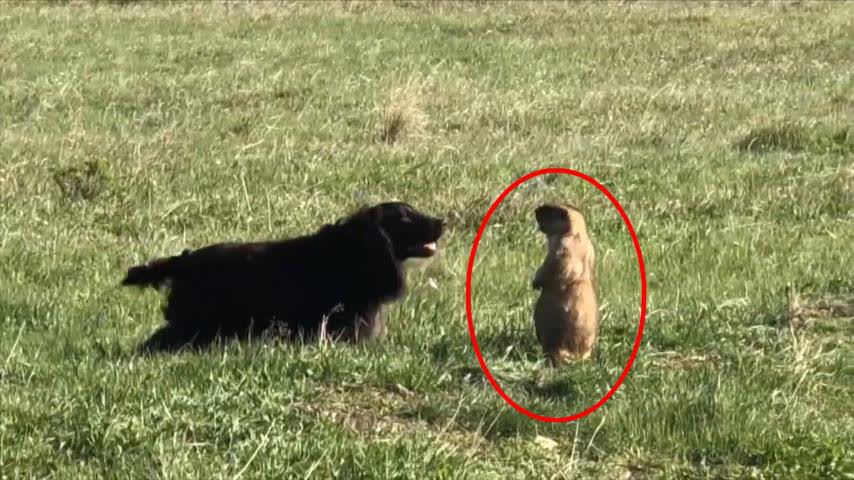 0?fmt=jpg&size=67&h=480&w=854&ppv=1